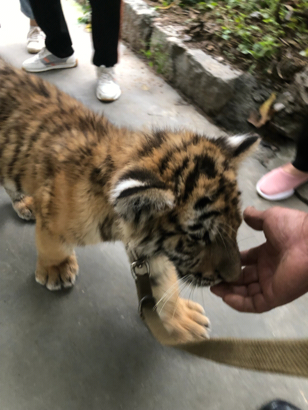 野生人类幼崽图片