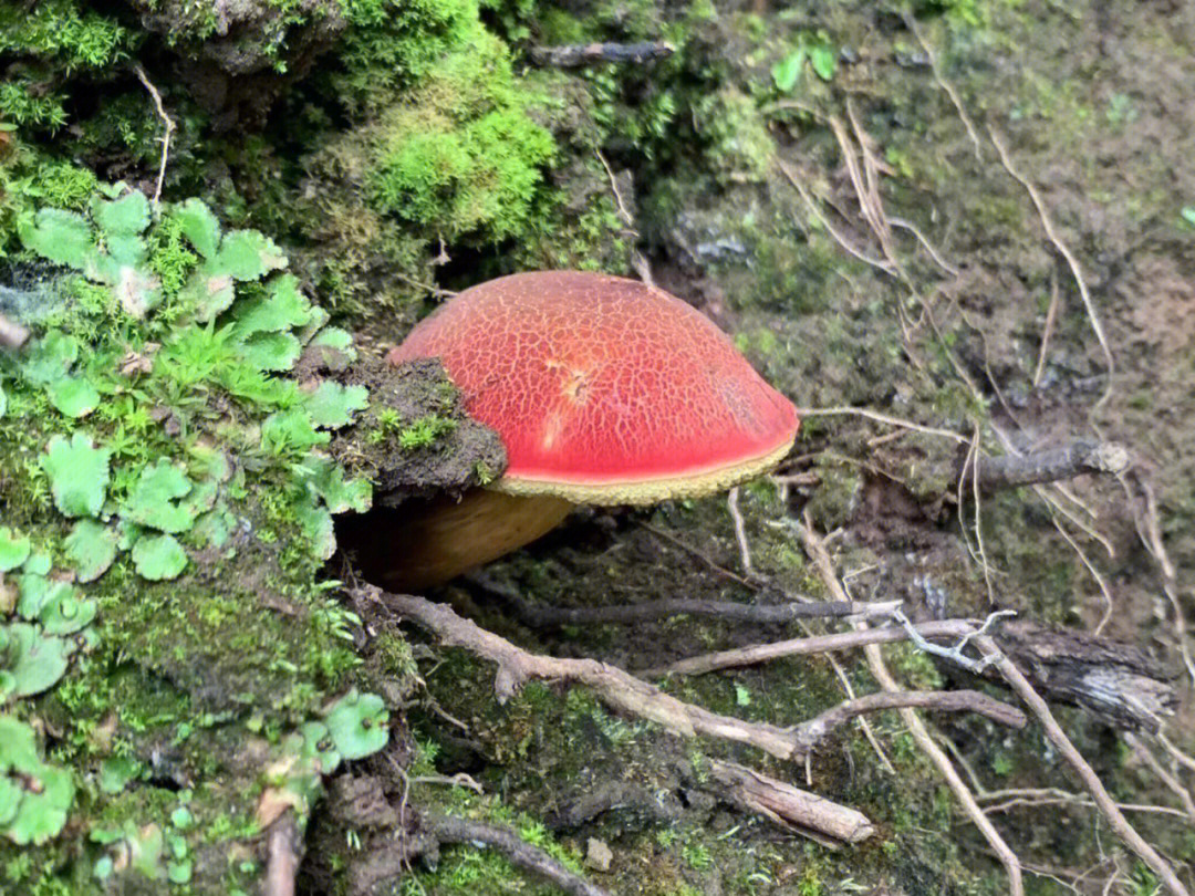 白石山的红色野山菇