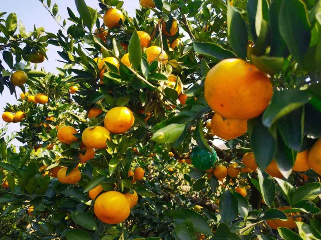 橘子都熟透咯～正宗石门蜜橘   喜欢吃橘子的别错过