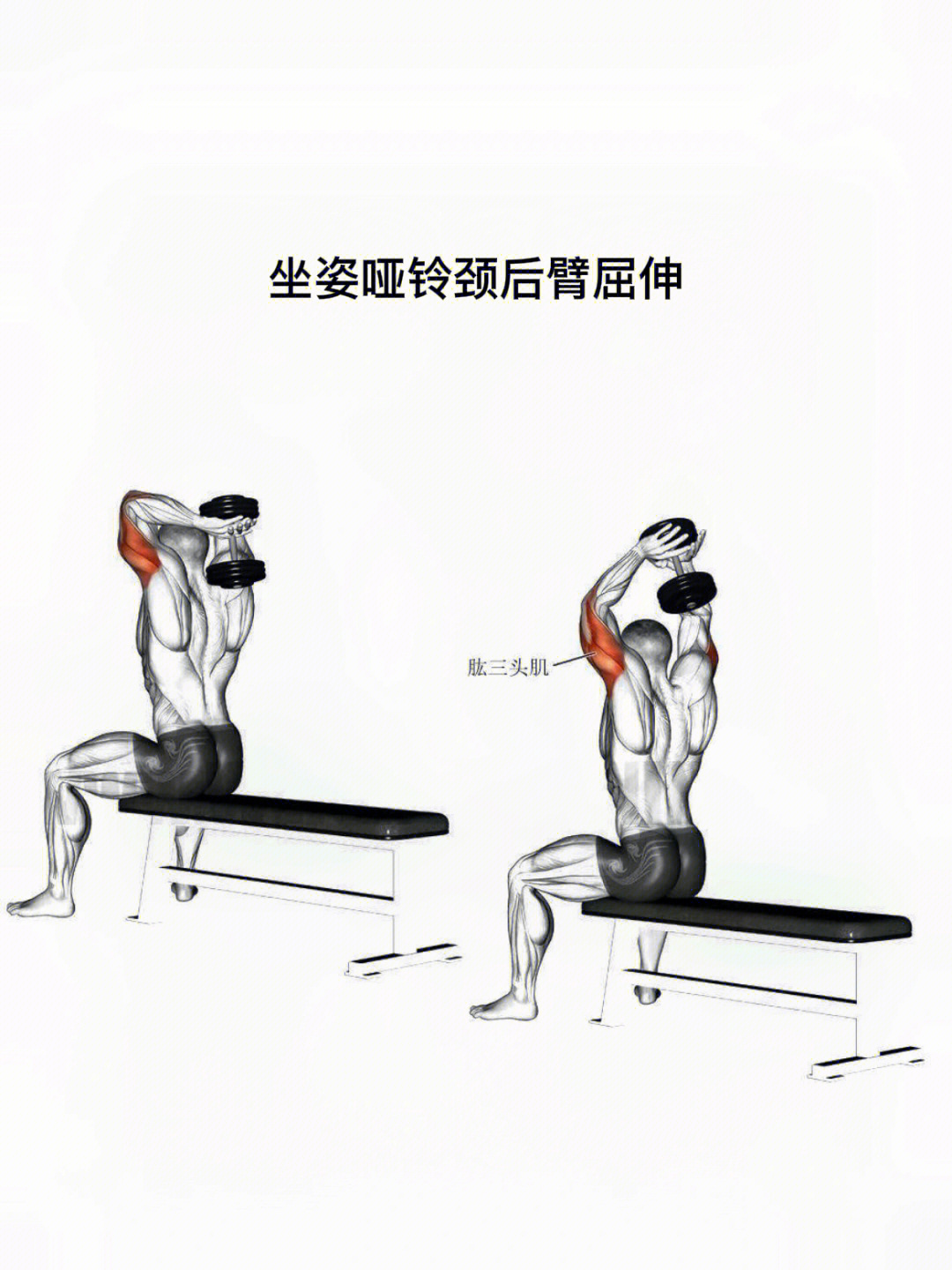 肱三头肌锻炼方法哑铃图片