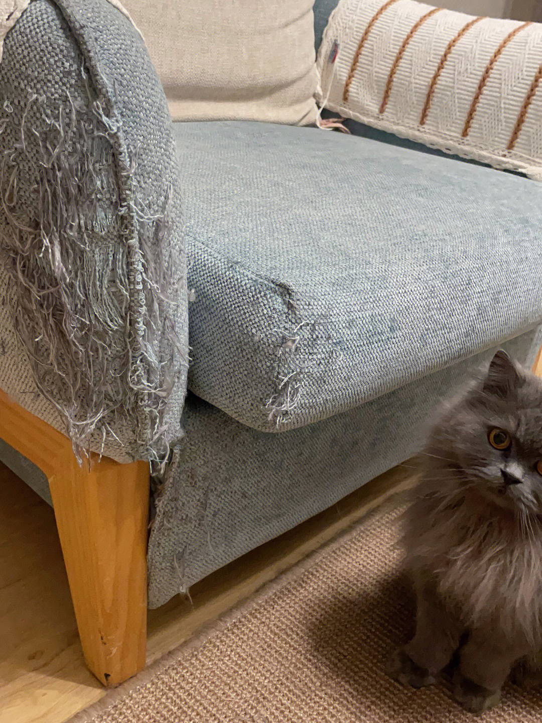 这位小猫咪可不可以放过沙发