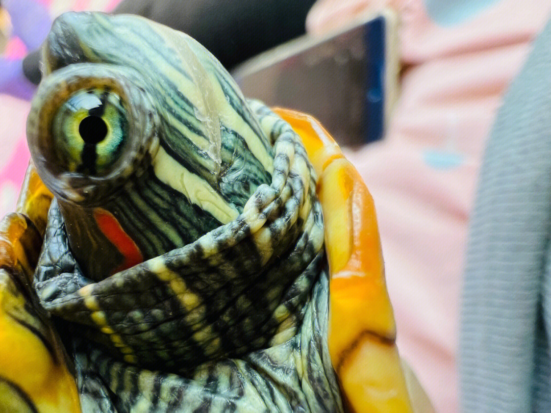 巴西彩龟眼睛图片