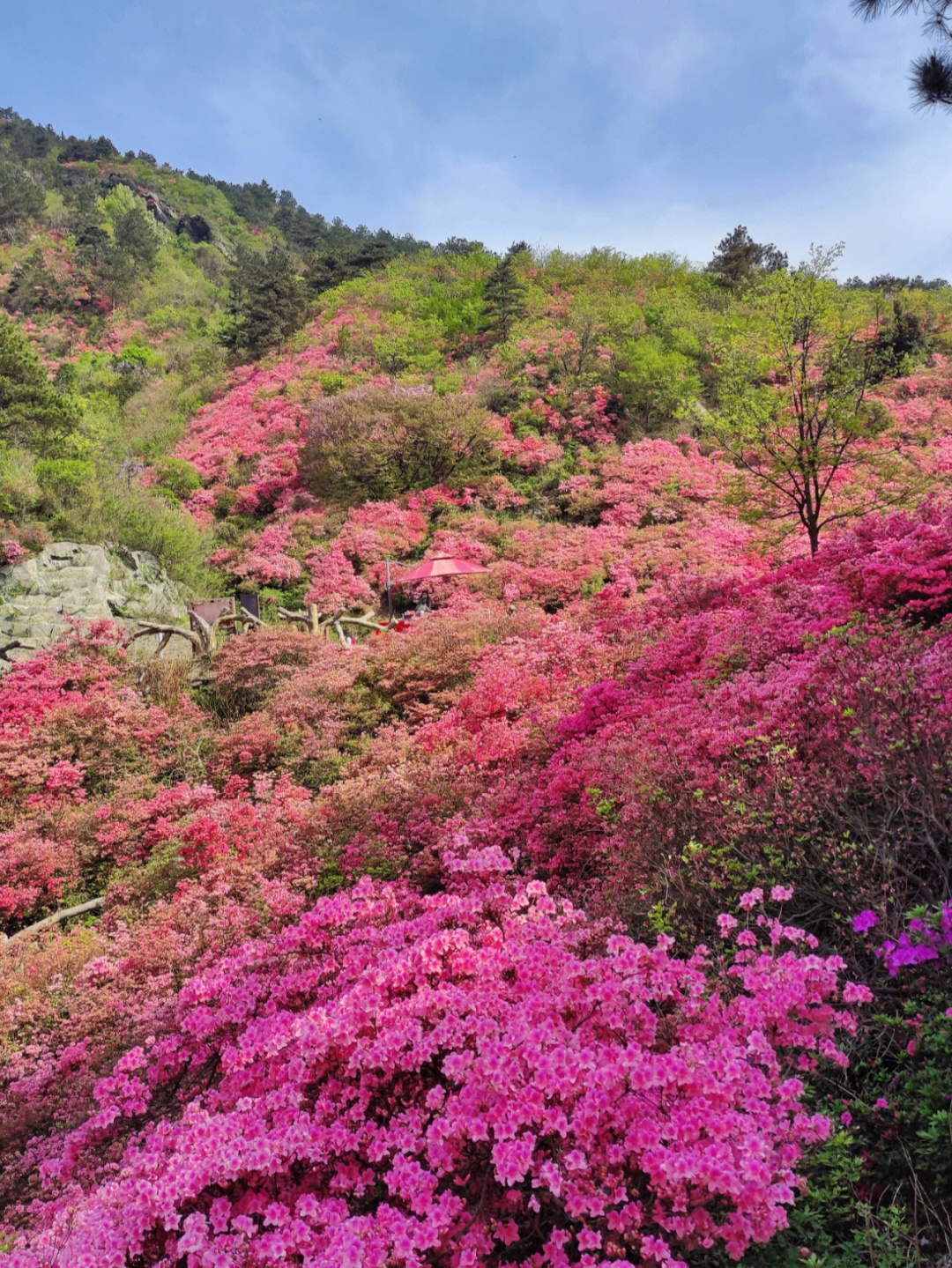 云雾山杜鹃花海