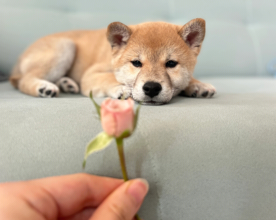 柴犬叼玫瑰图片