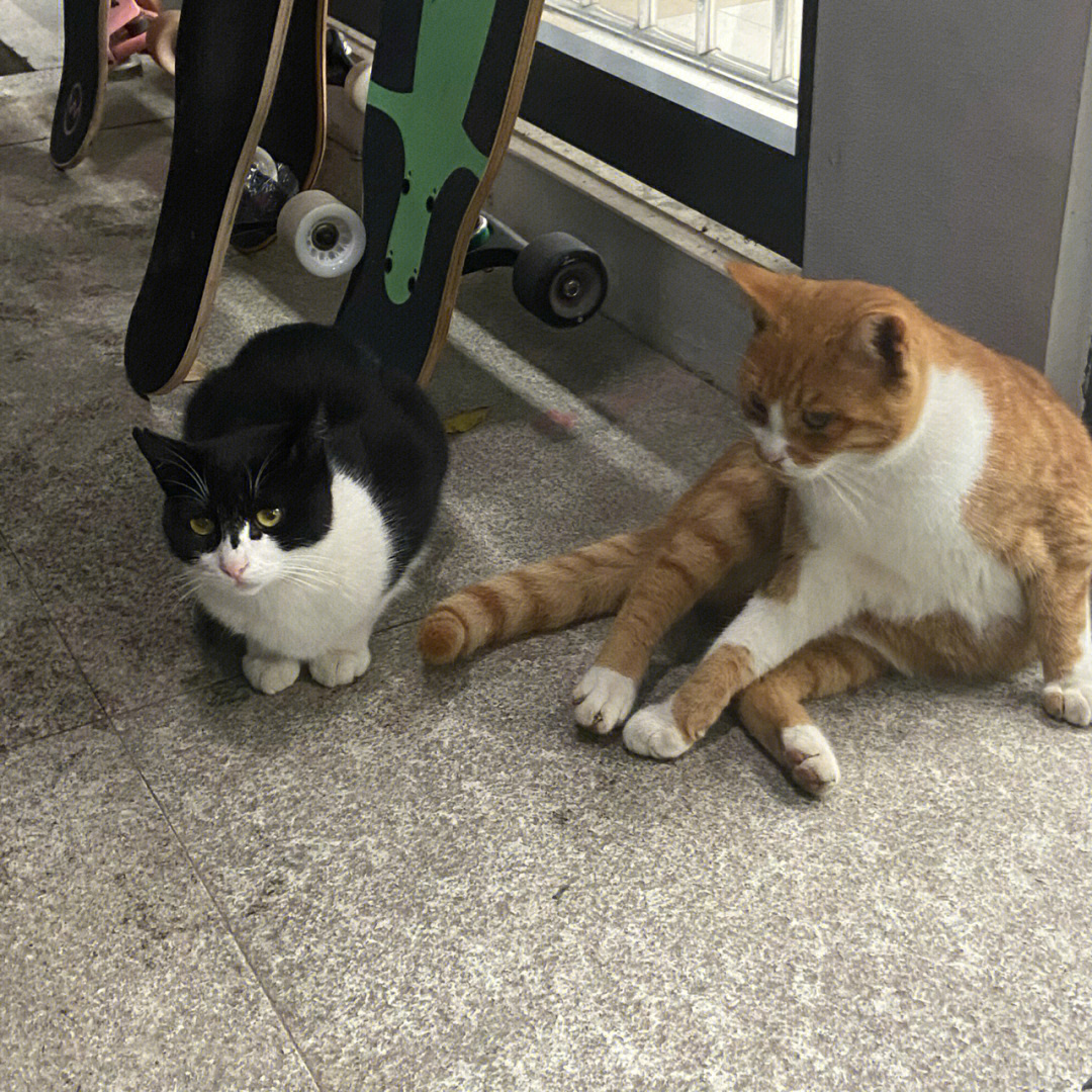 乖乖奶牛猫和拽拽橘猫我也不知道叫啥