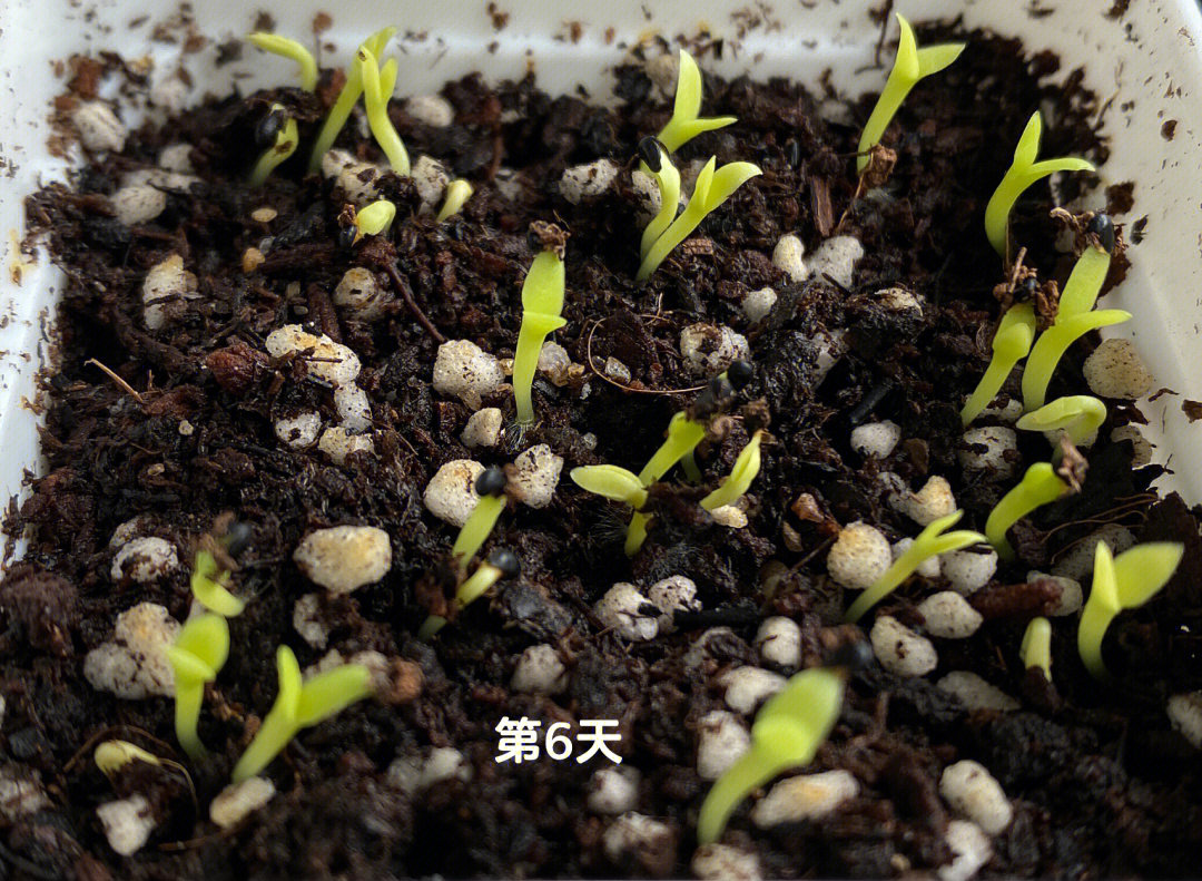 火龙果籽直接埋土里,温度在25度左右,(最近降温估计20度左右)白心和
