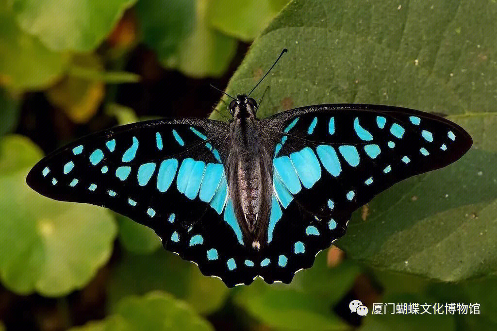 中国的蝴蝶种类及图片图片