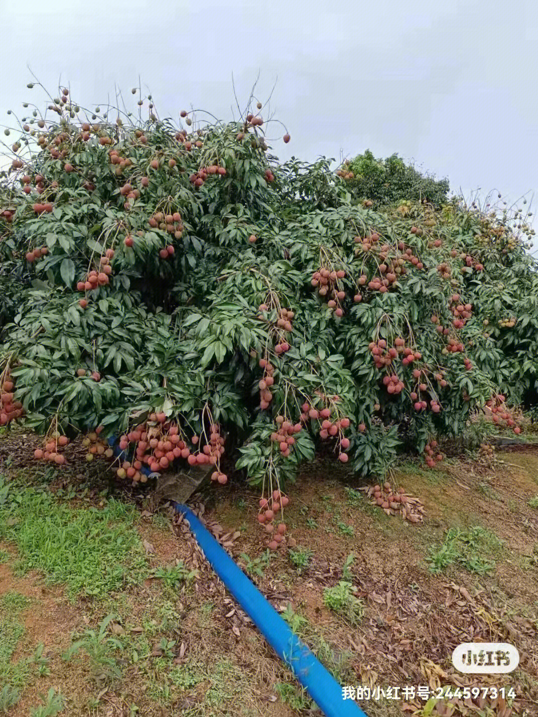 荔枝树如何矮化图解图片