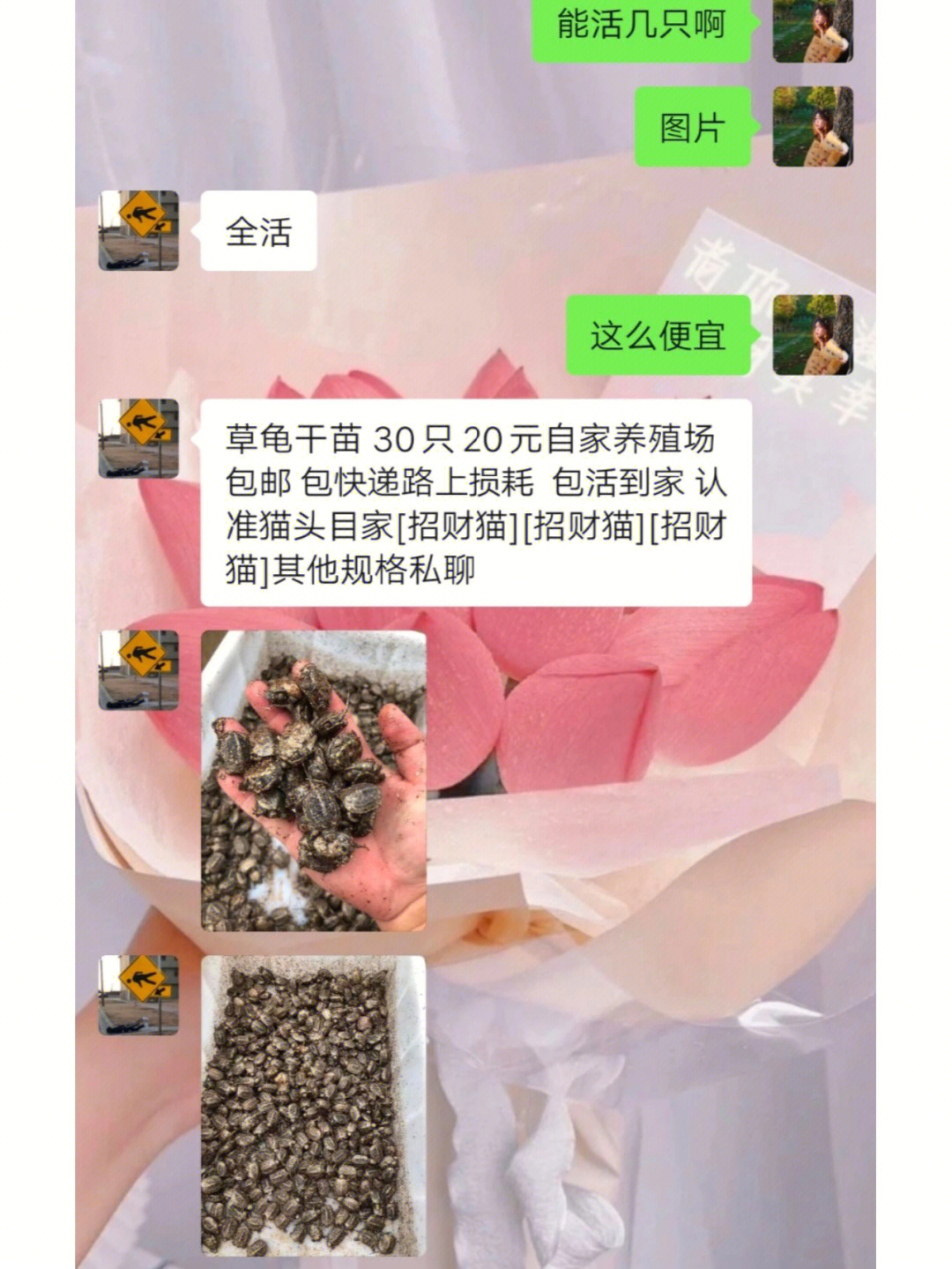 草龟价格图片