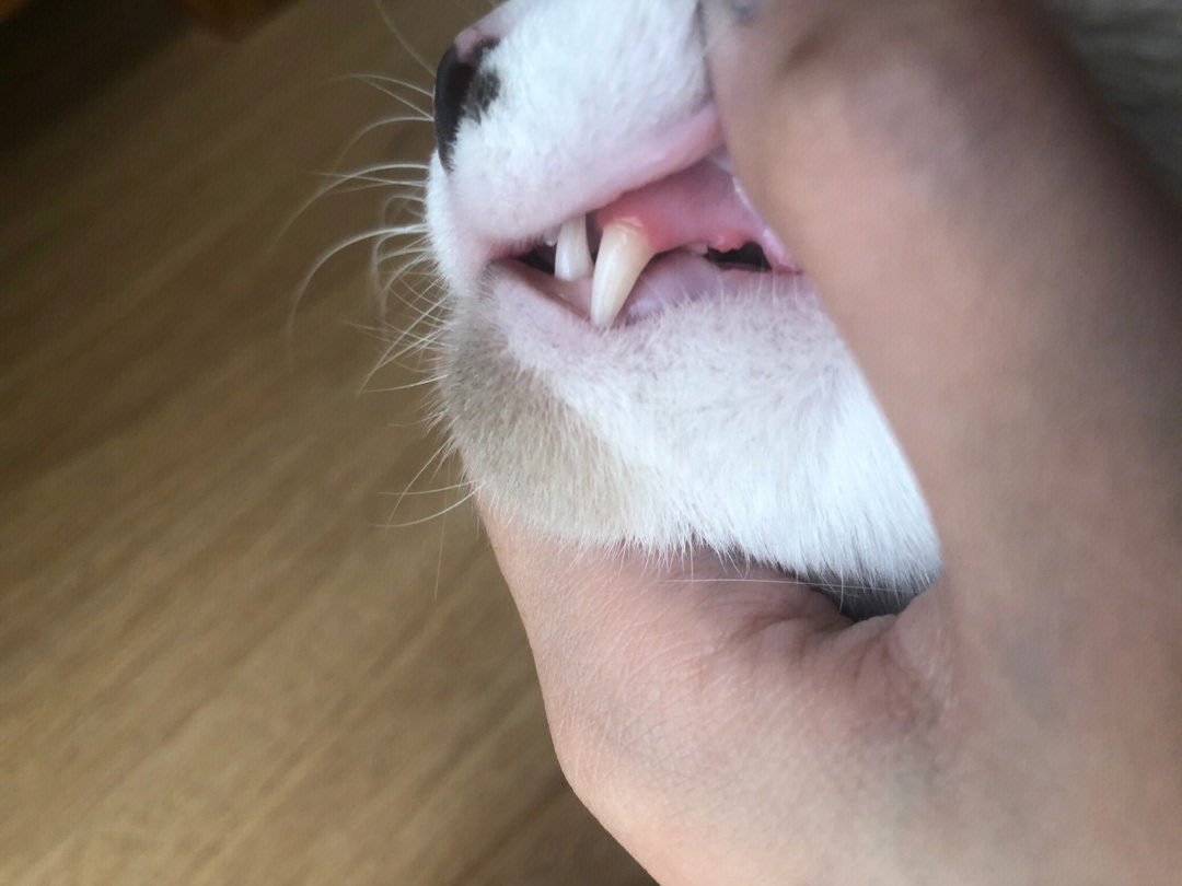 猫正常牙龈的图片图片