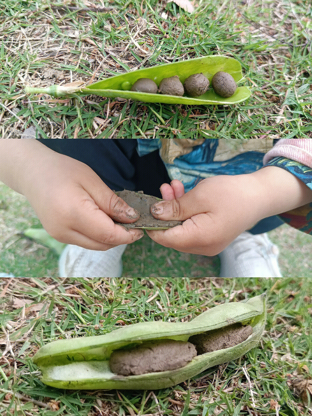 04孩子问:妈妈,我们要豆荚做什么?