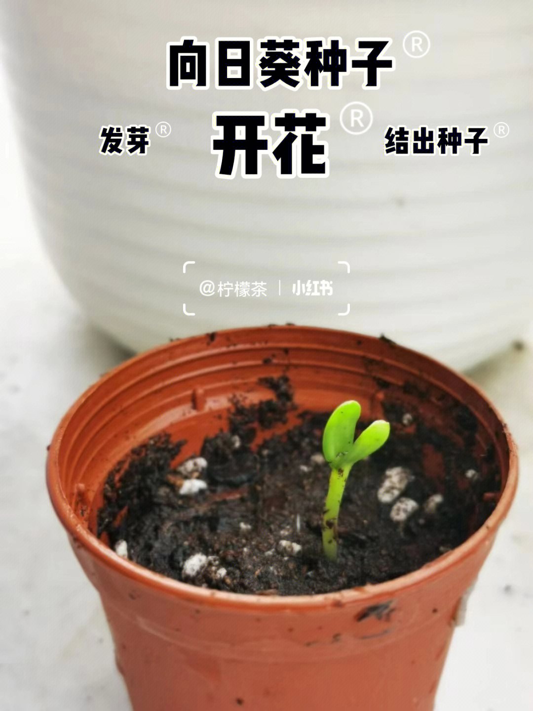 向日葵的生长新手种植小白的惊喜