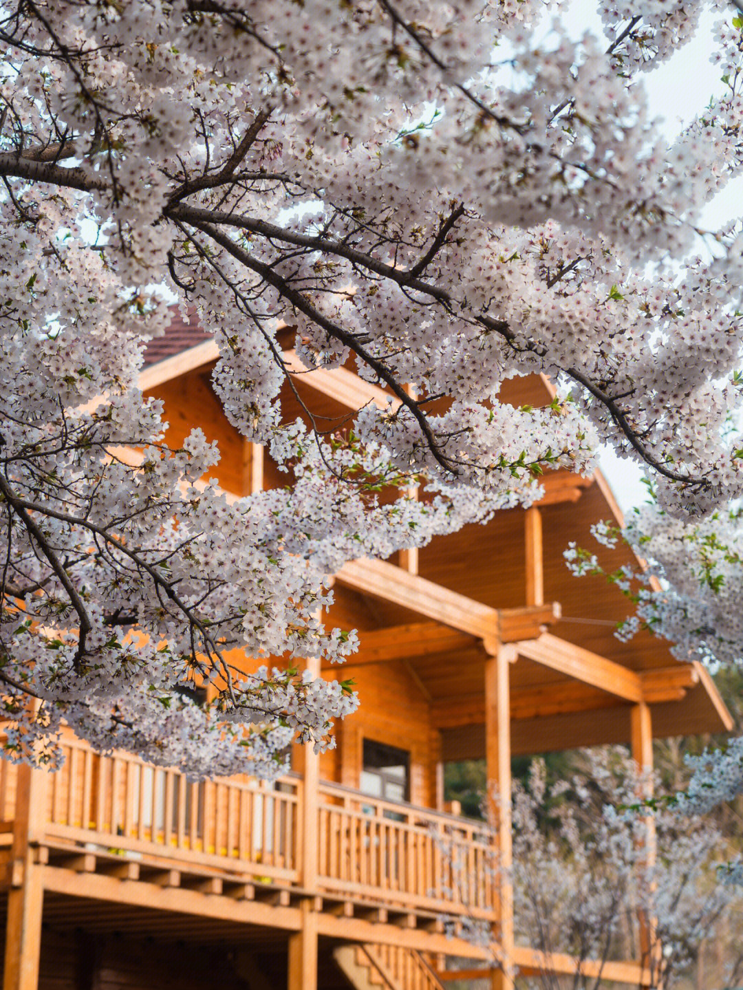 sakura来自大连旅顺203樱花的问候