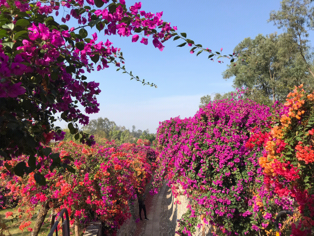 马岭观花植物园地址图片