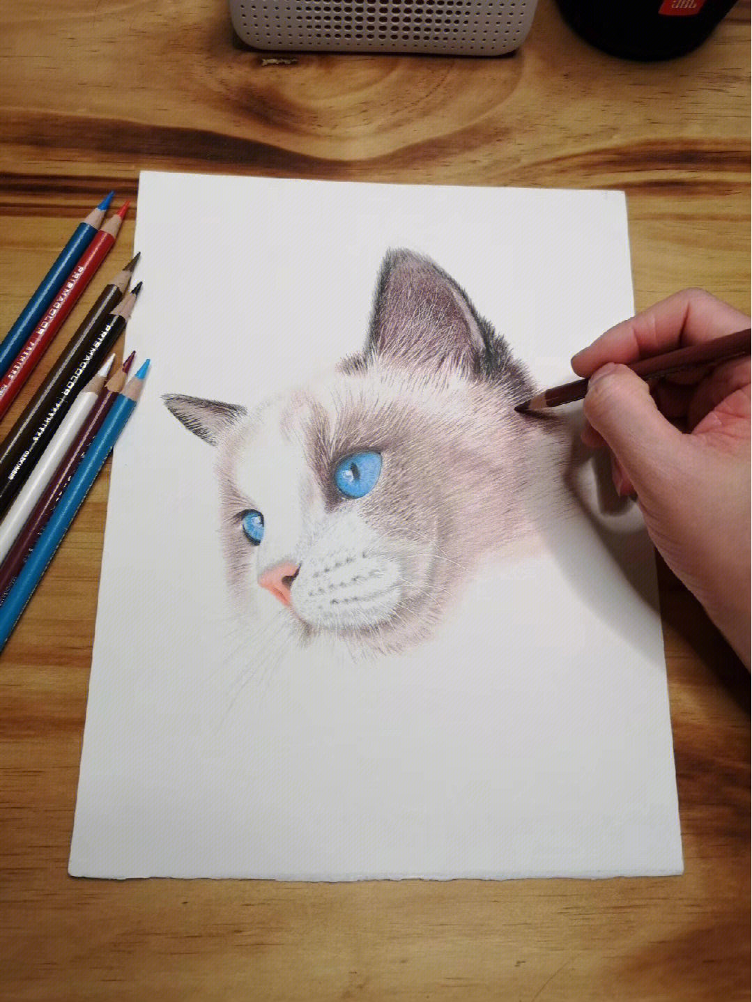 彩铅画猫咪 一步一步图片