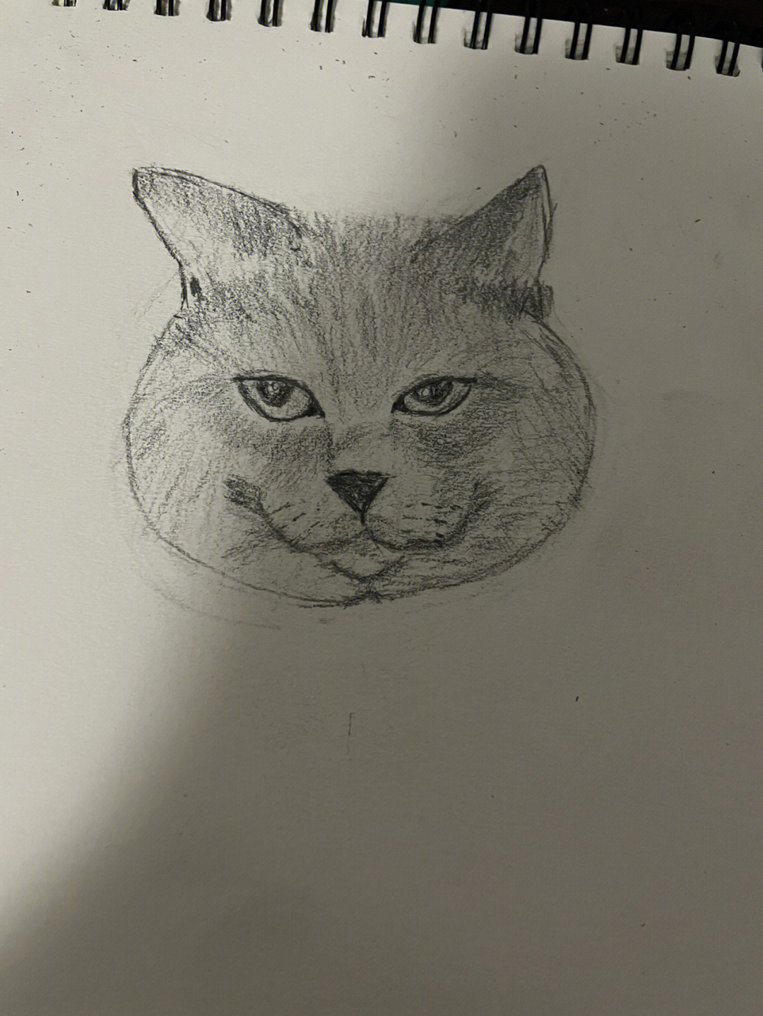 英短蓝猫绘画素描图片