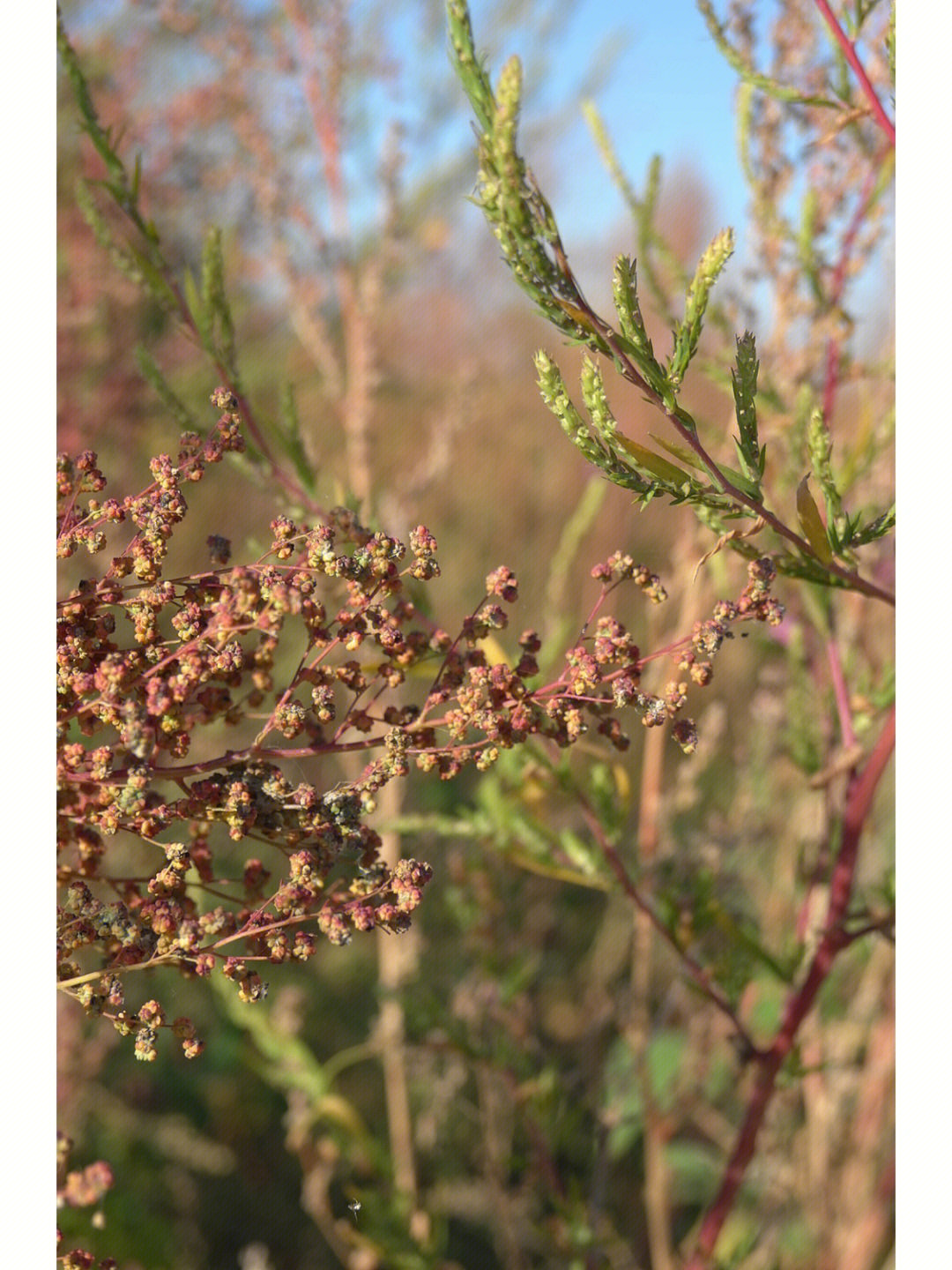 野生苍耳藜蒿