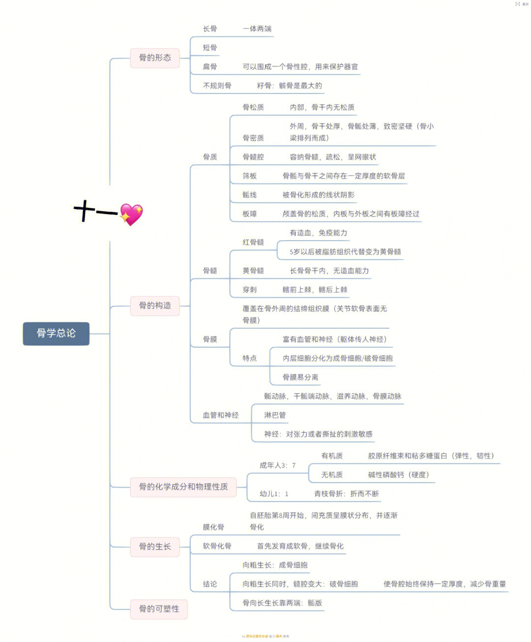 系统解剖学骨学思维导图