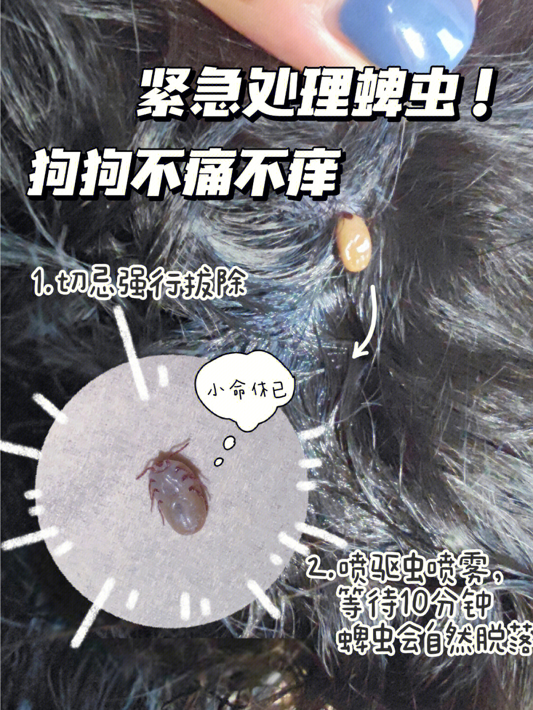 中国蜱虫分布图图片