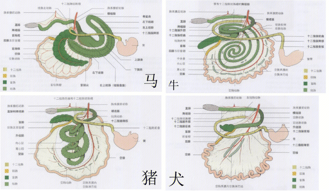 执业兽医资格考试重点l泌尿生殖系统药物