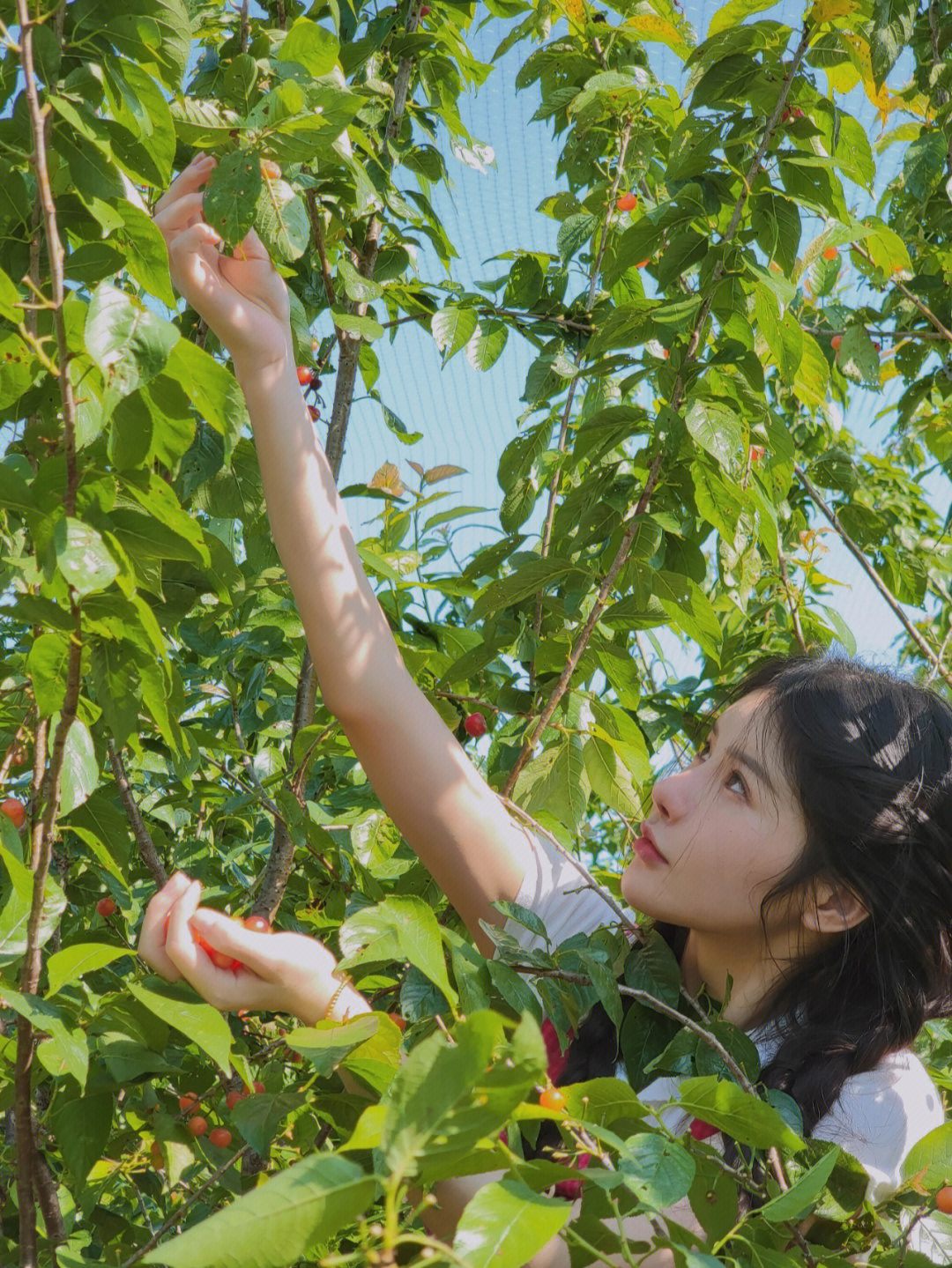 今天是摘樱桃的小女孩