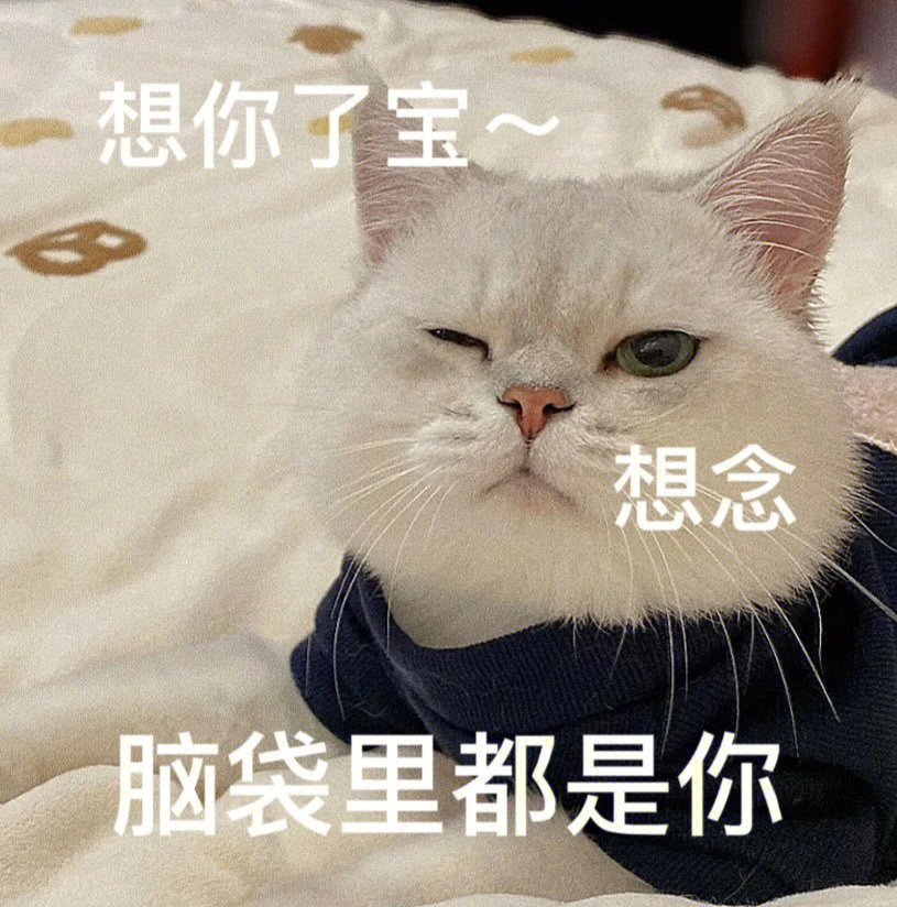 今日份可爱猫猫表情包