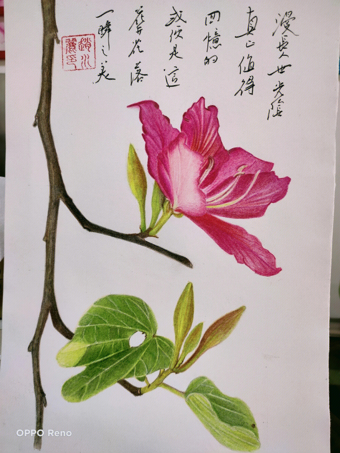 紫荆花彩铅图片