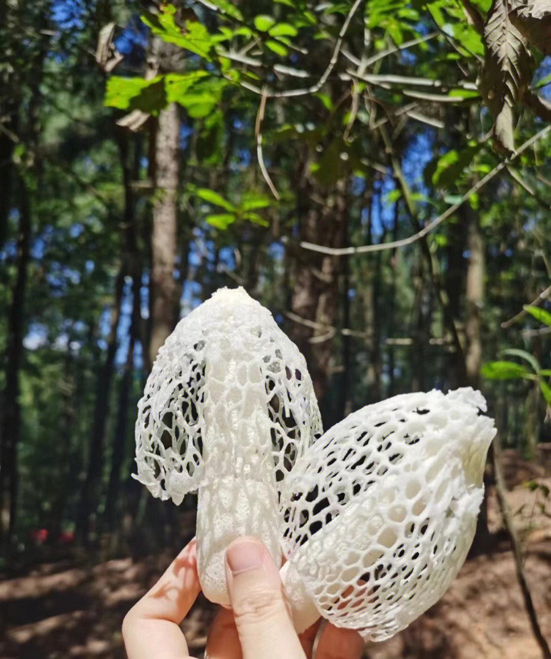 "雪裙仙子"山珍之花"真菌之花"菌中皇后"97竹荪营养价值非常高