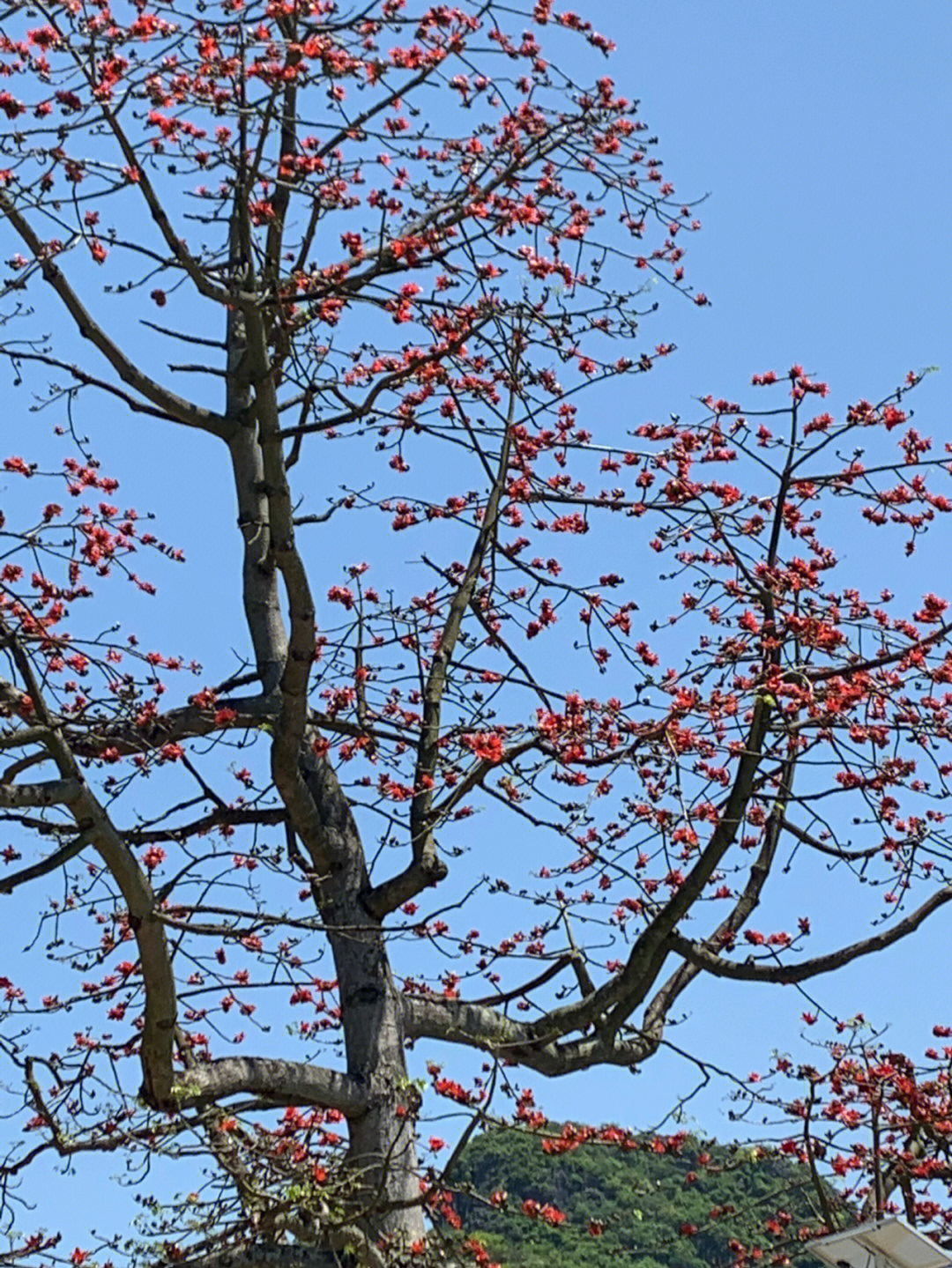 木棉花