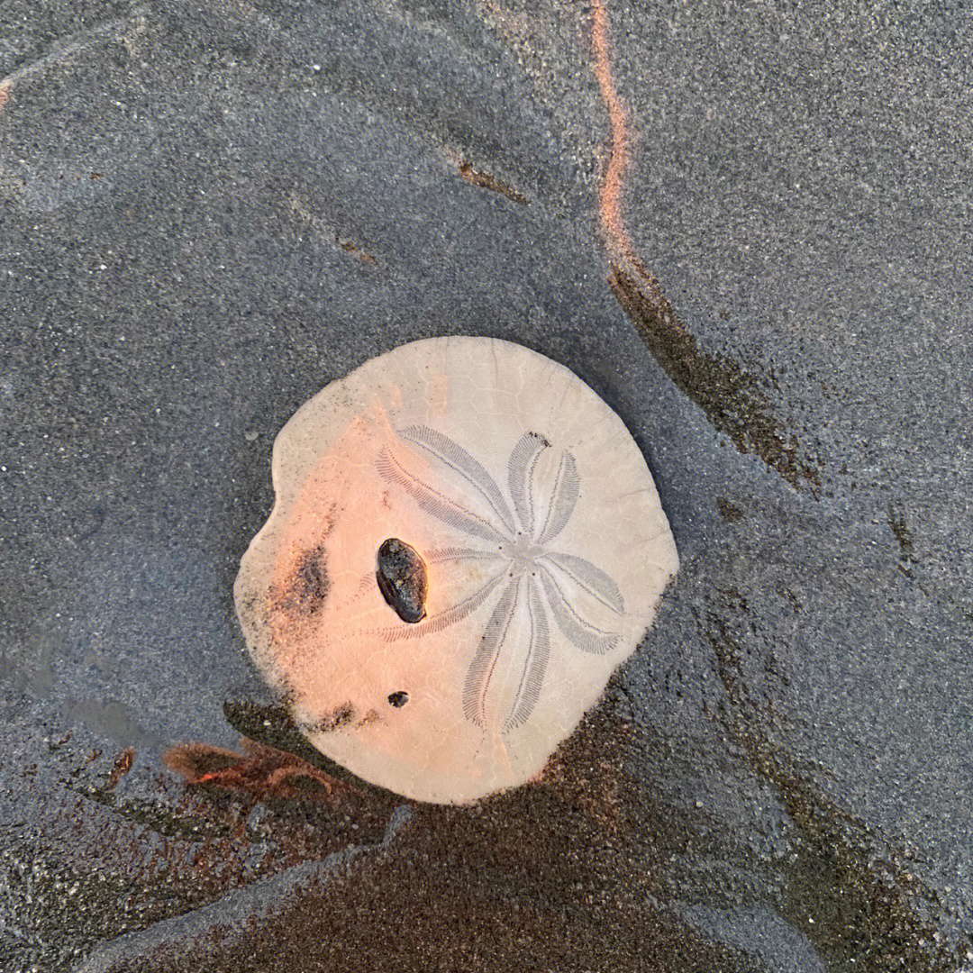 其实是sand dollar 就是海胆啦 不过和我记忆中的海胆不太一样