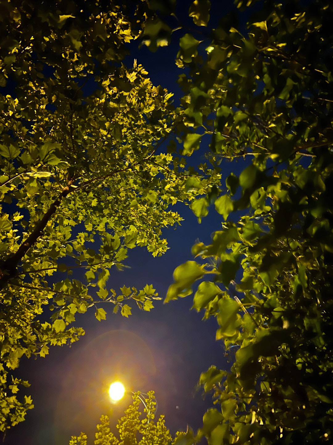 初夏的夜晚