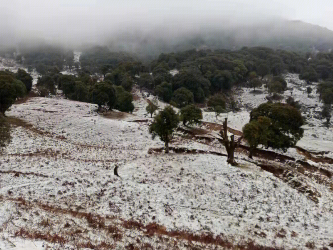 下雪对茶叶生长的影响多大