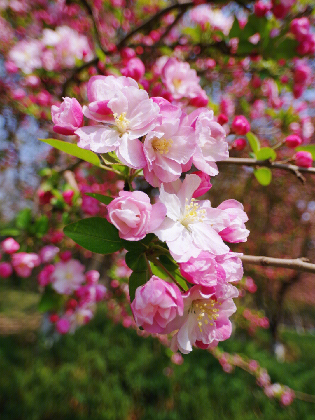 元大都海棠花花期图片