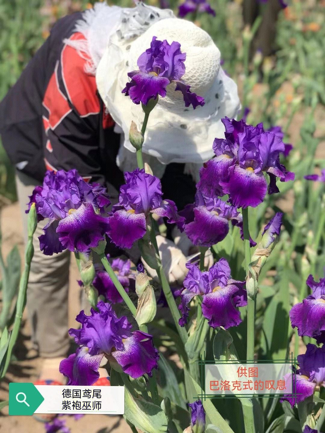 德国鸢尾花海图片