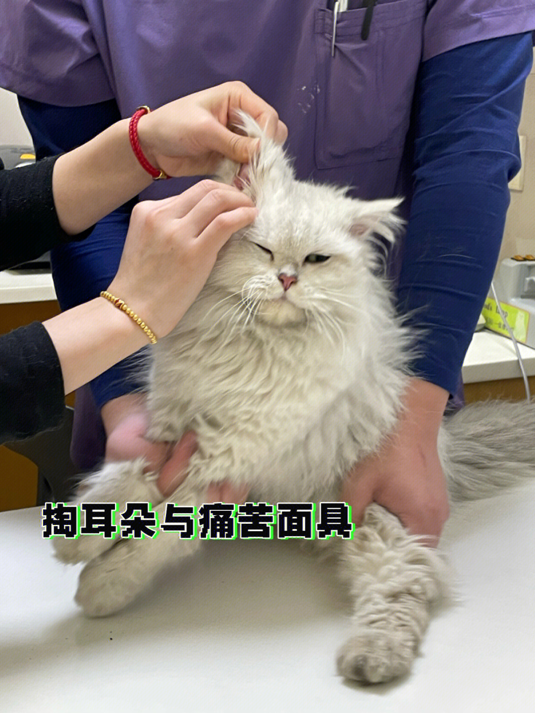 怎么给猫掏耳朵图解图片