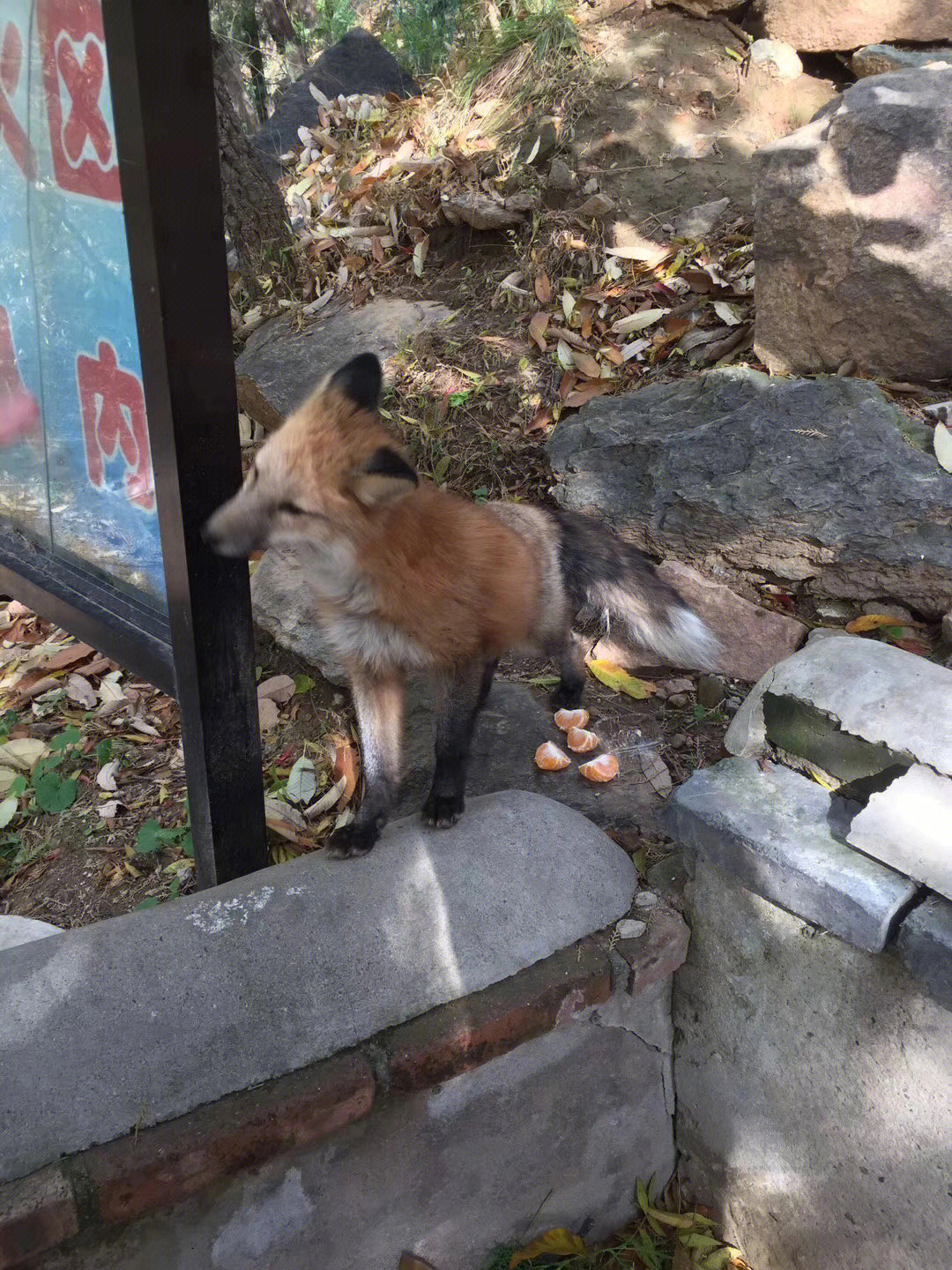 谭拓寺狐狸图片