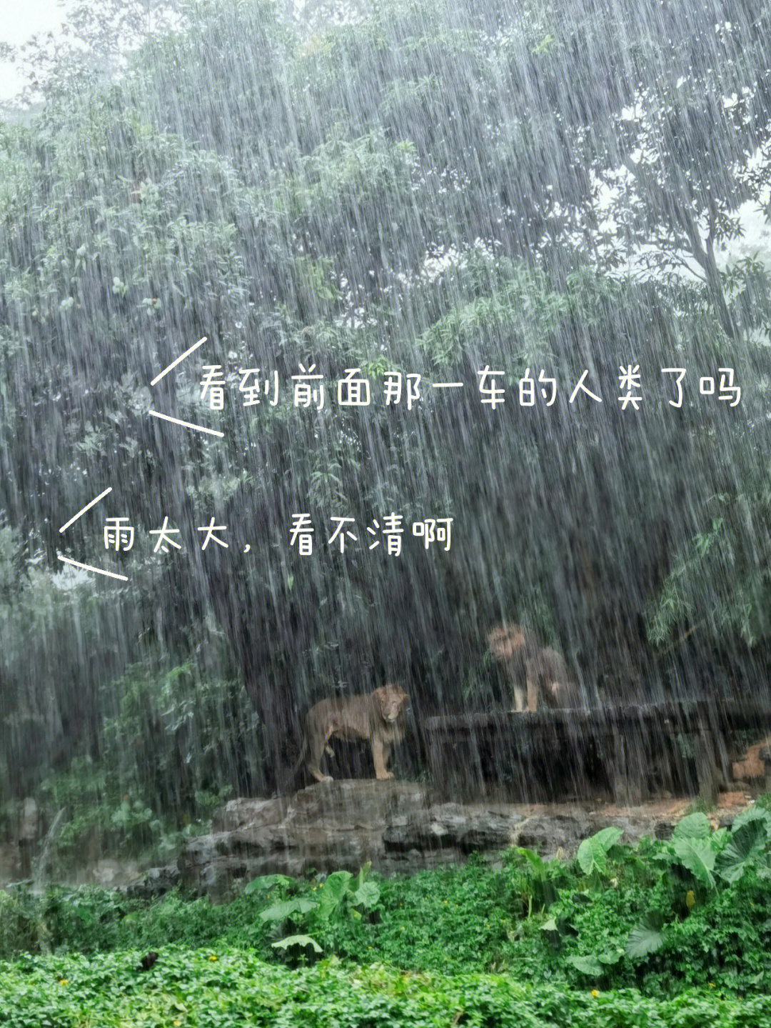 淋雨的拼音图片