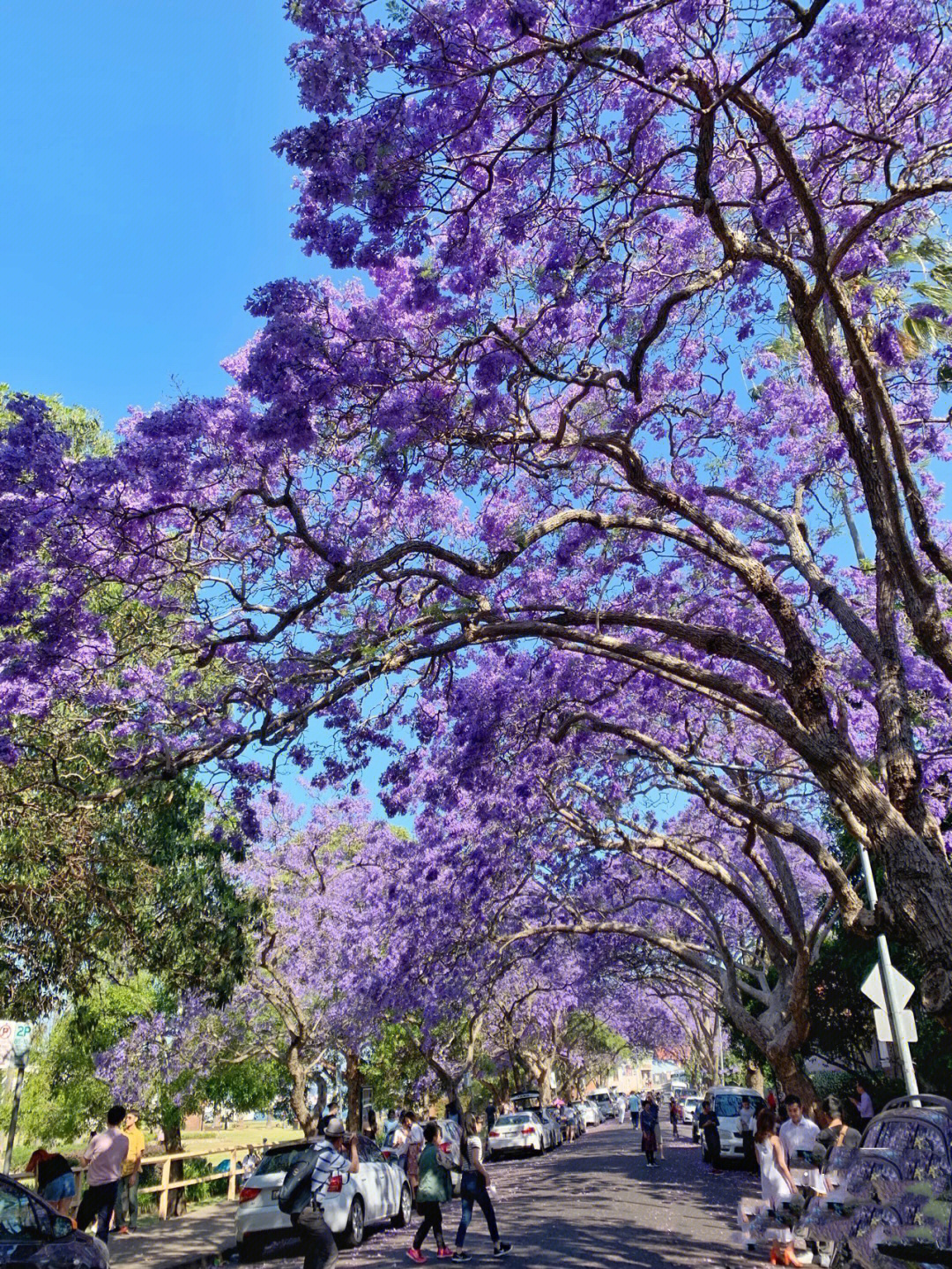 蓝楹花