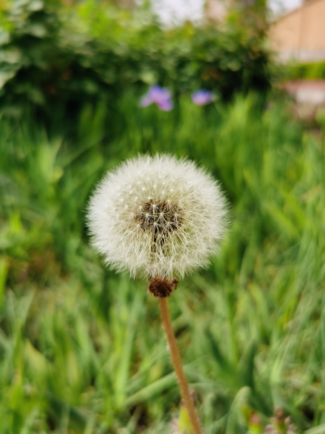 蒲公英没开花之前图片图片