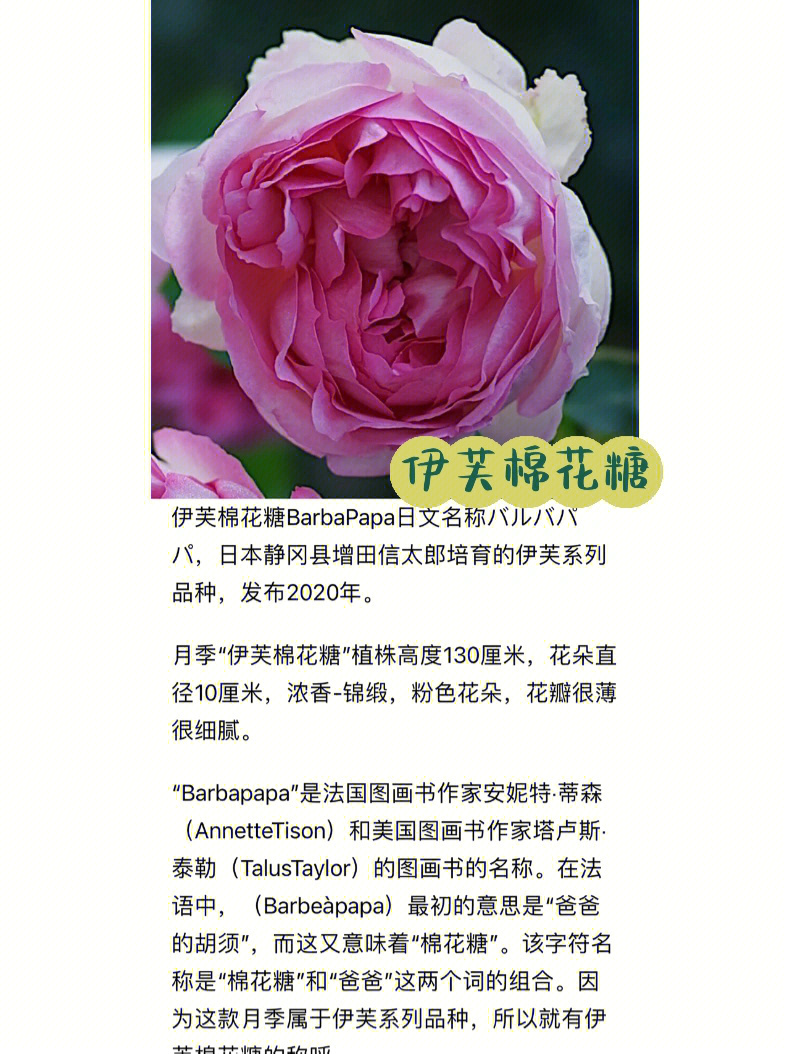 月季花名字大全图片