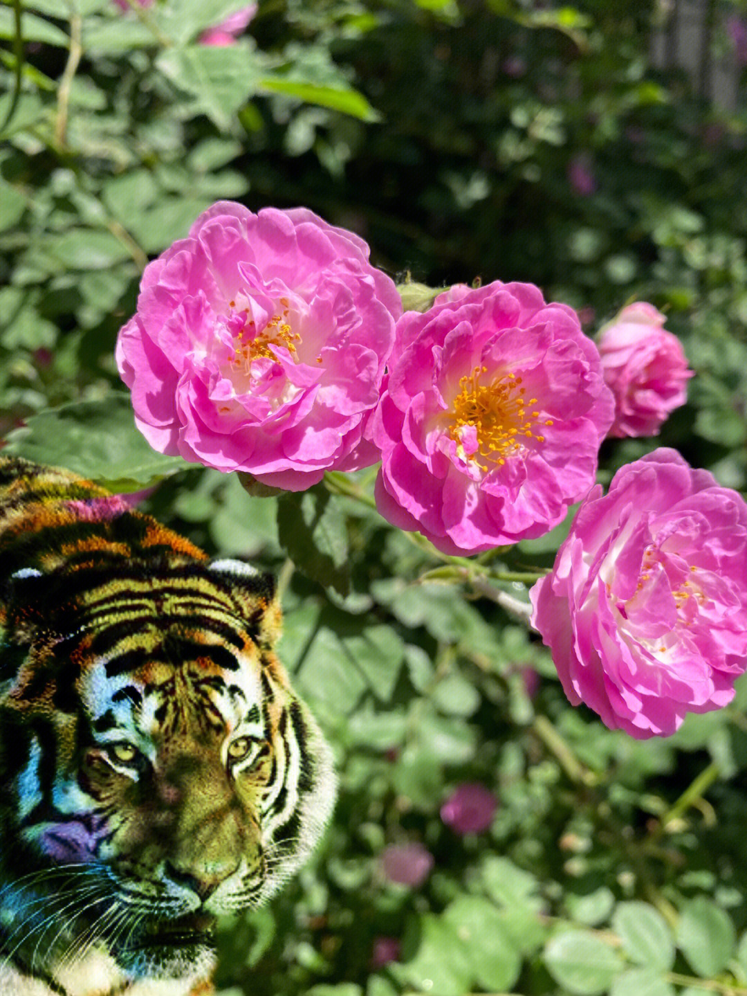 心有猛虎细嗅蔷薇五月蔷薇花开