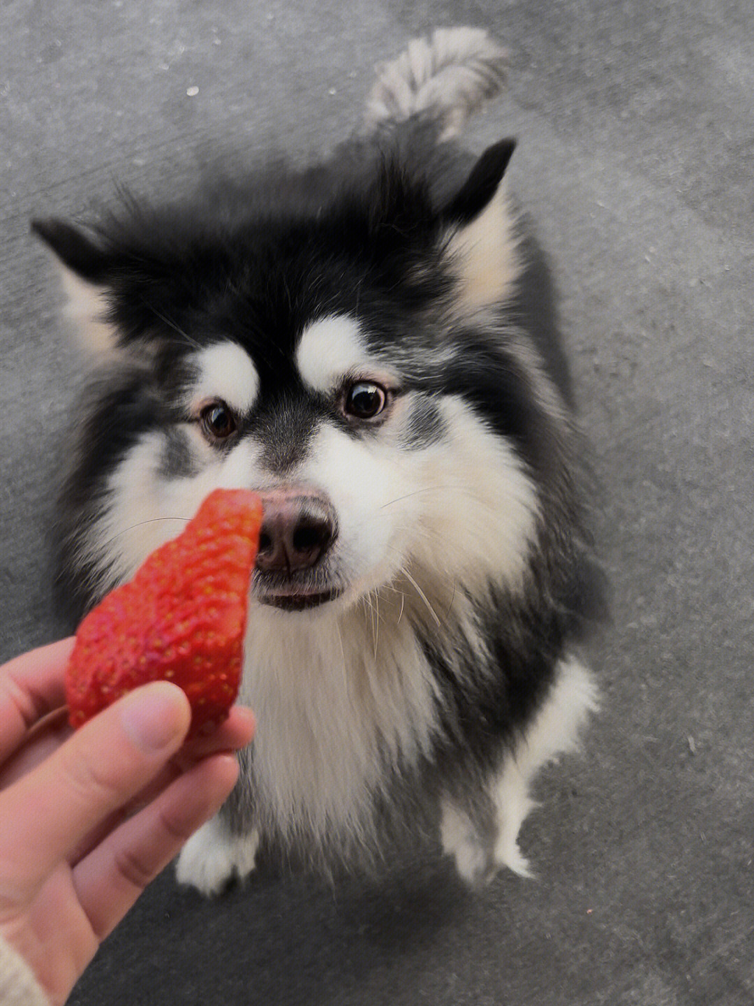 小狗狗是不可以吃草莓尖尖的喔