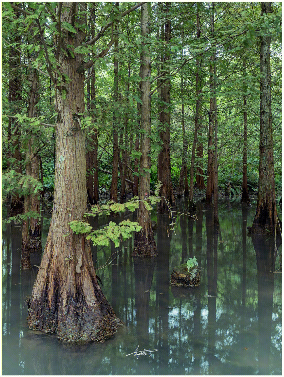 桤木河湿地公园介绍图片