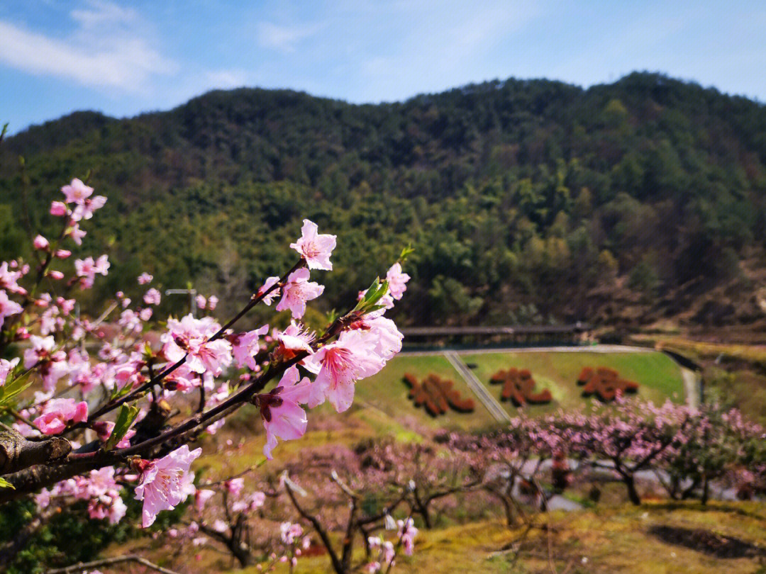 桐庐阳山畈桃花季