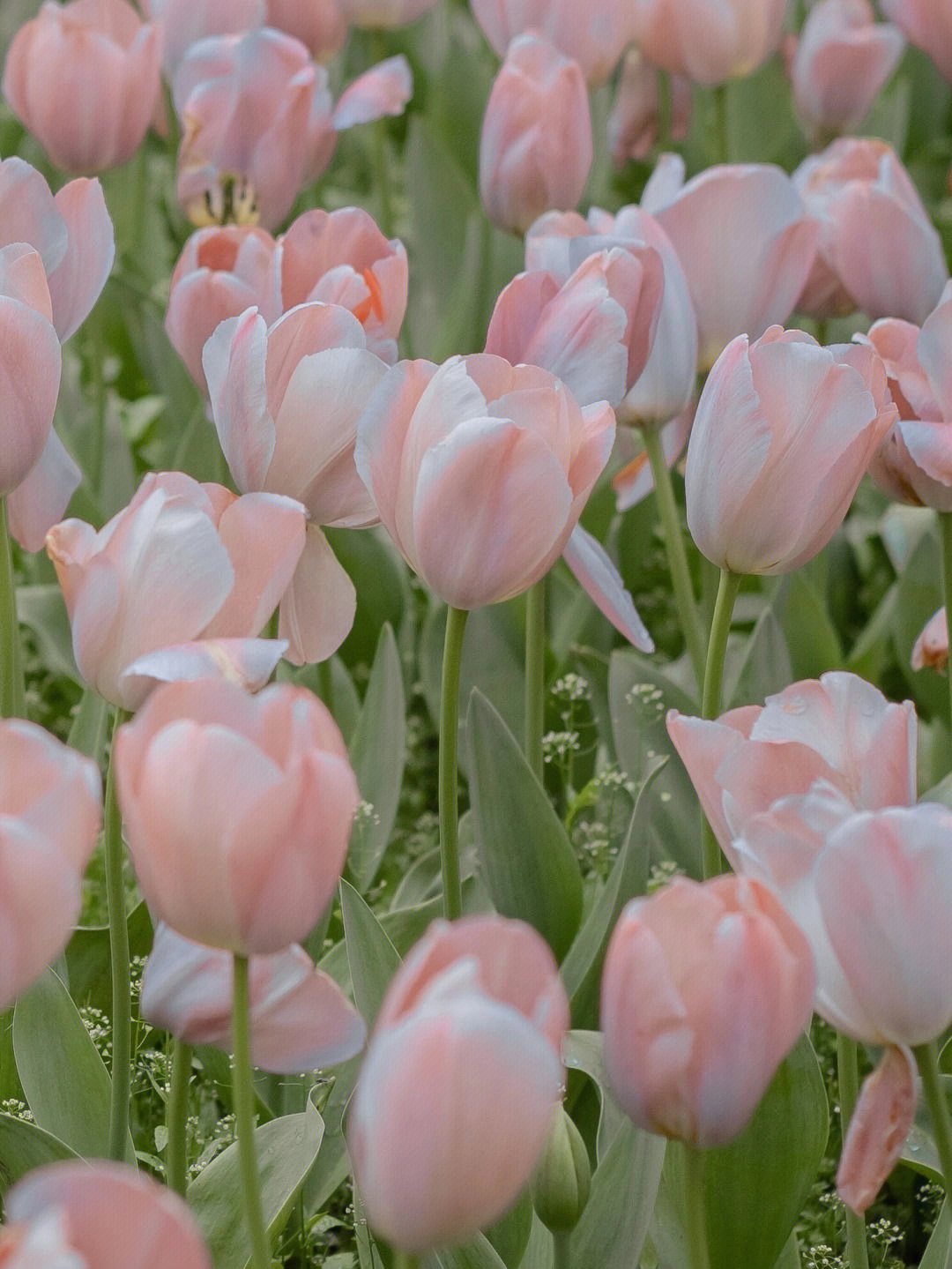 花花壁纸