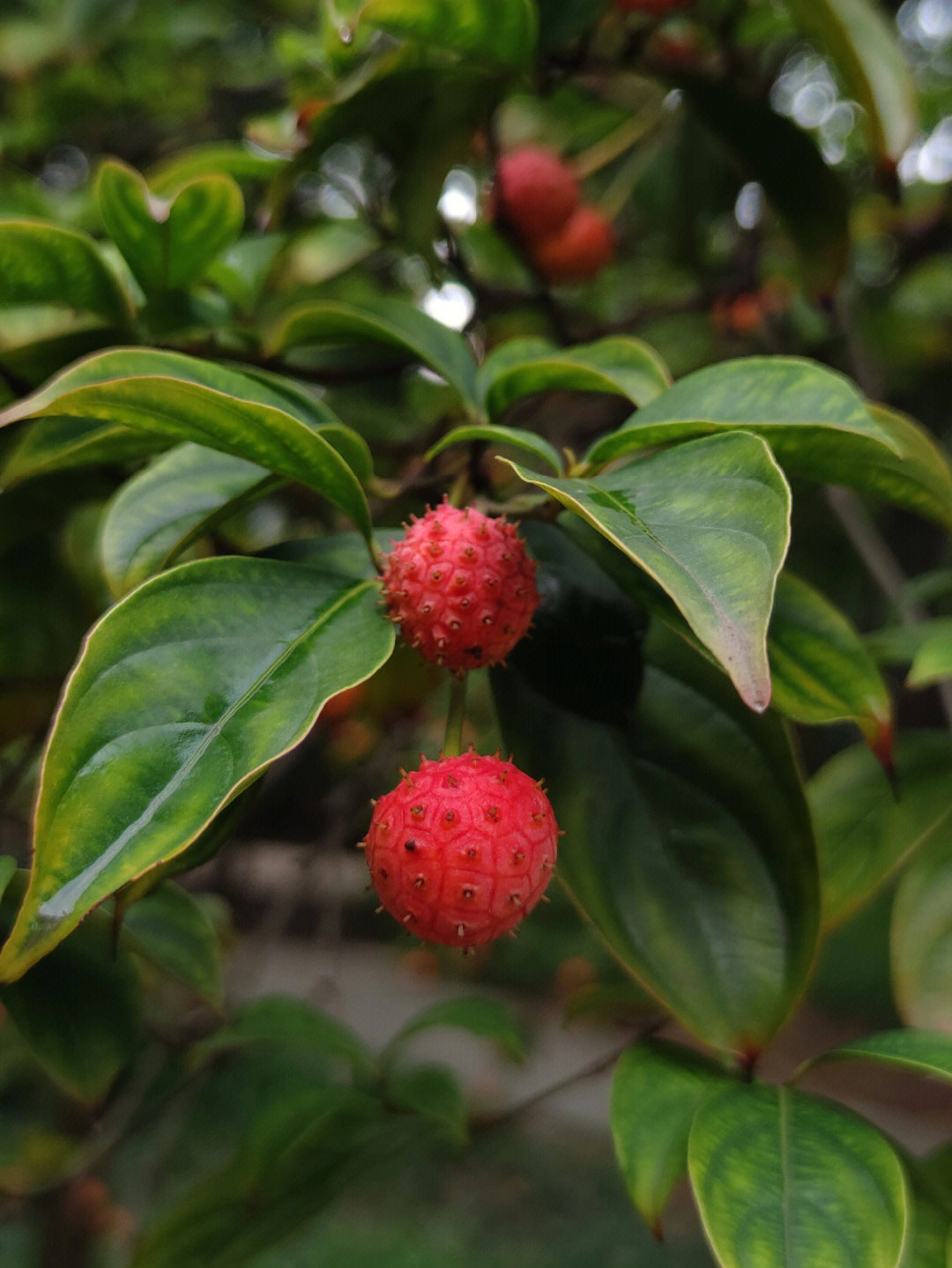 头状四照花果实图片