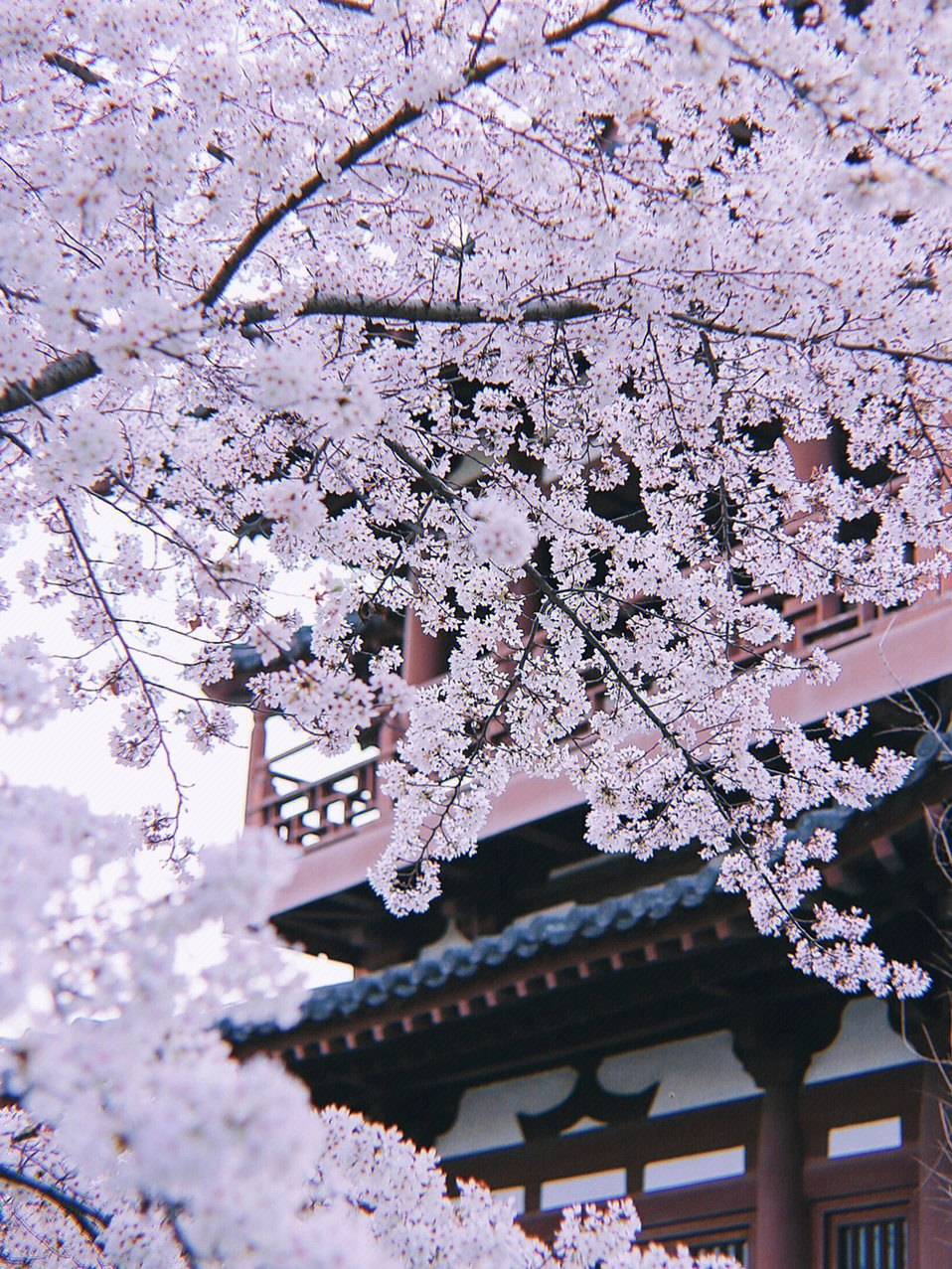 西安青龙寺的樱花开了