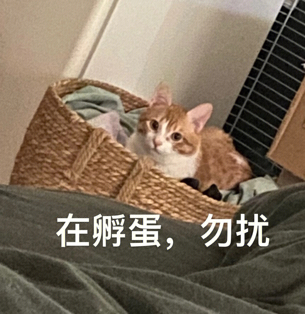 流浪小猫也没想到成表情包