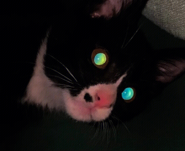 暗调闪光灯下的黑猫眼能有多炫酷