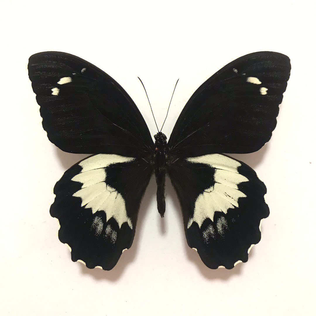黑色翅膀的虫子像蝴蝶图片